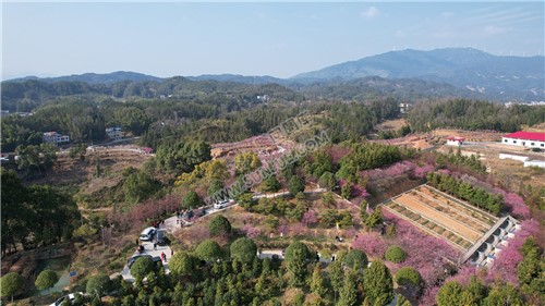 七江守拙园的梅花开了