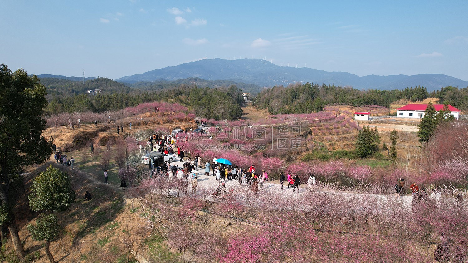 七江守拙园的梅花开了