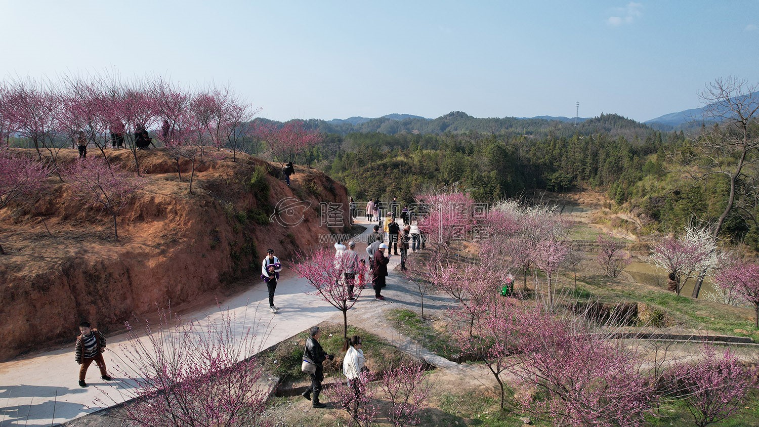 七江守拙园的梅花开了
