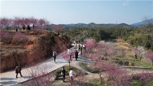 七江守拙园的梅花开了