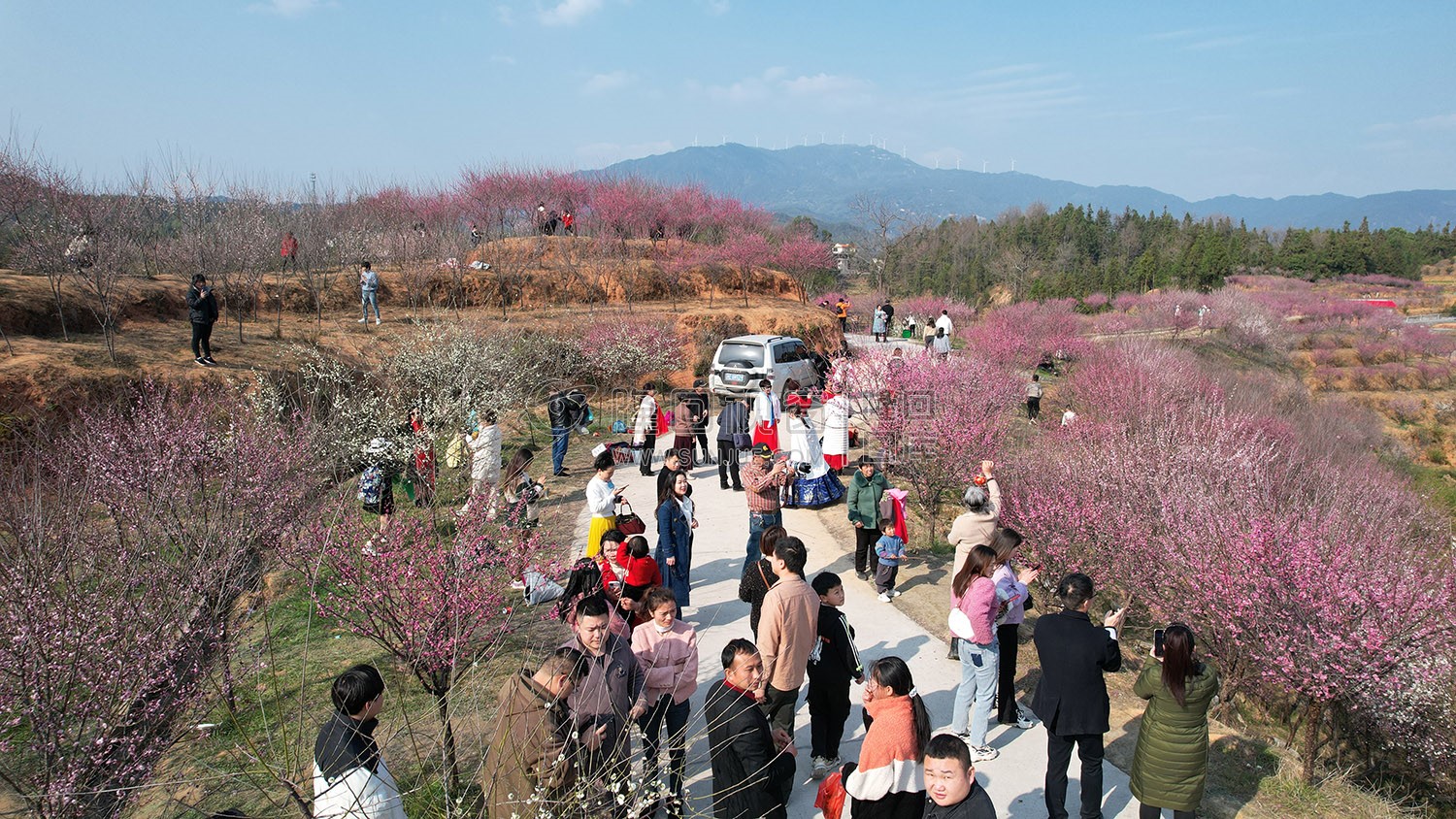 七江守拙园的梅花开了