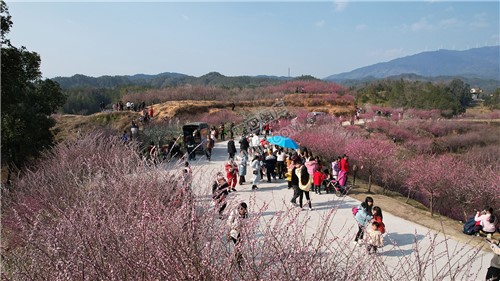 七江守拙园的梅花开了