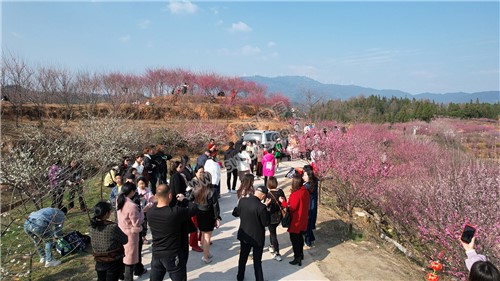 七江守拙园的梅花开了