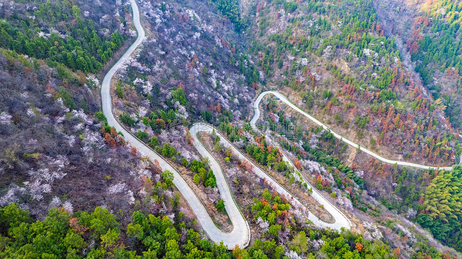 大东山樱花开了，漫山遍野的！