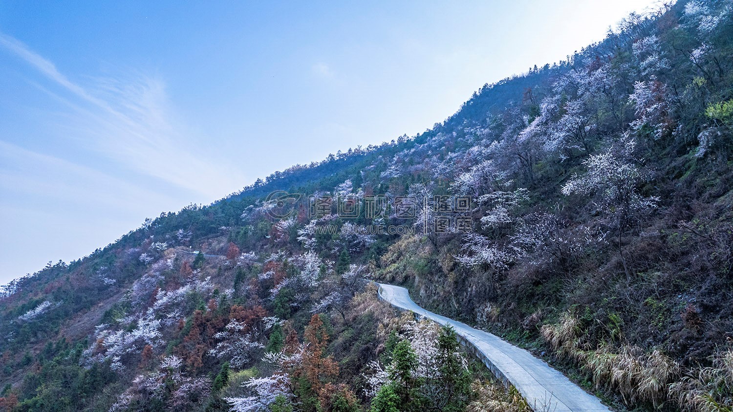 大东山樱花开了，漫山遍野的！