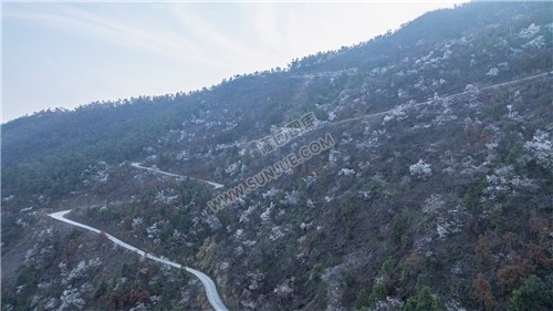 大东山樱花开了，漫山遍野的！
