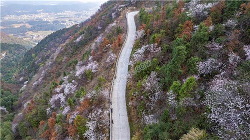大东山樱花开了，漫山遍野的！