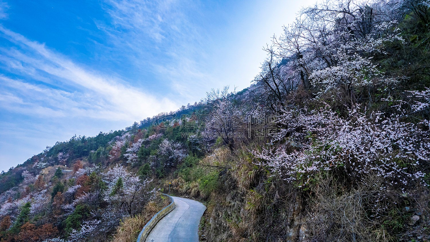 大东山樱花开了，漫山遍野的！