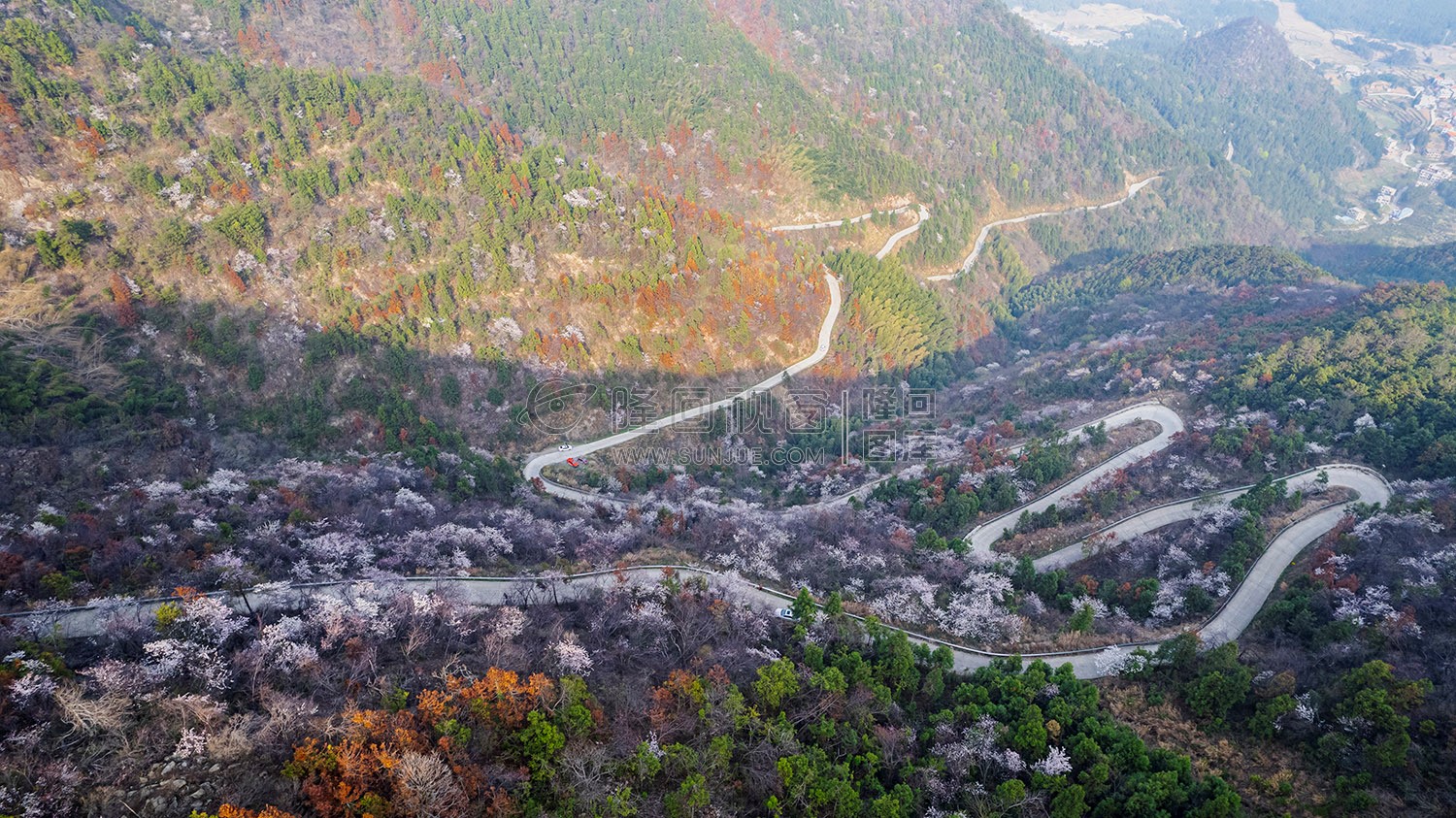 大东山樱花开了，漫山遍野的！