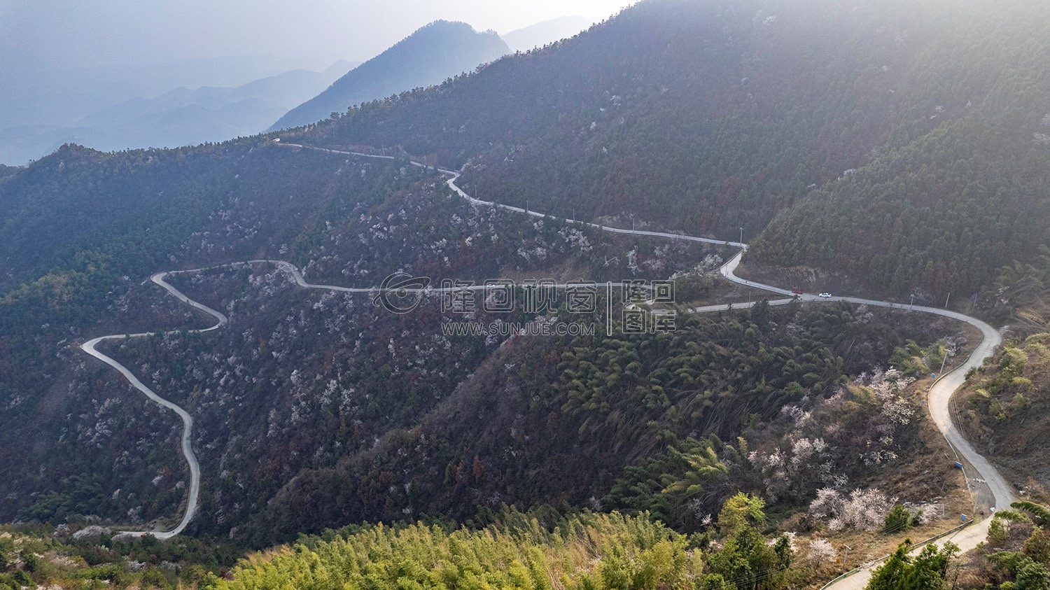 大东山樱花开了，漫山遍野的！