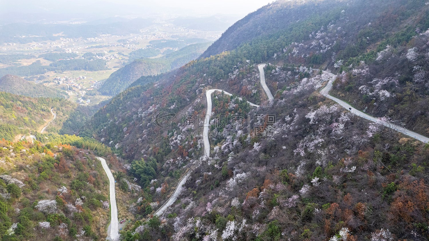 大东山樱花开了，漫山遍野的！