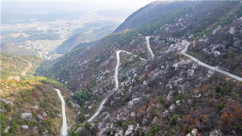 大东山樱花开了，漫山遍野的！