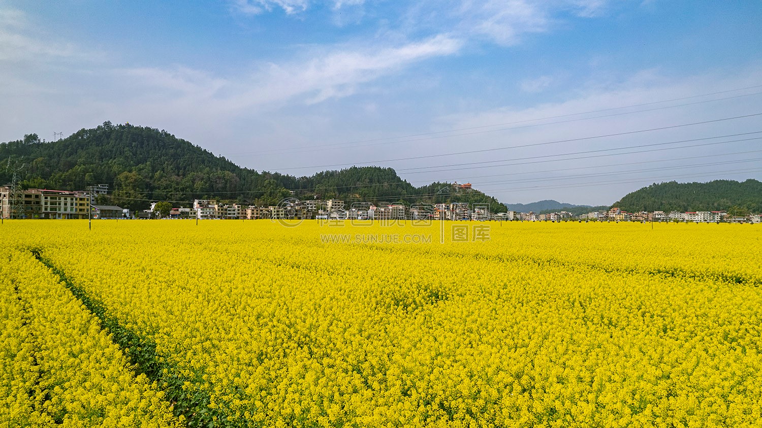 石山湾油菜花基地