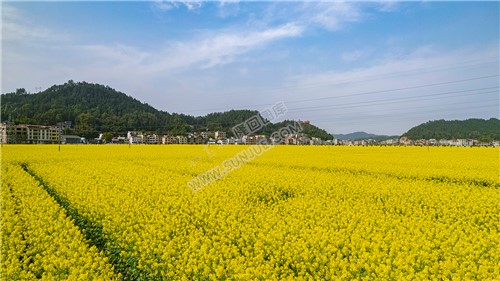 石山湾油菜花基地