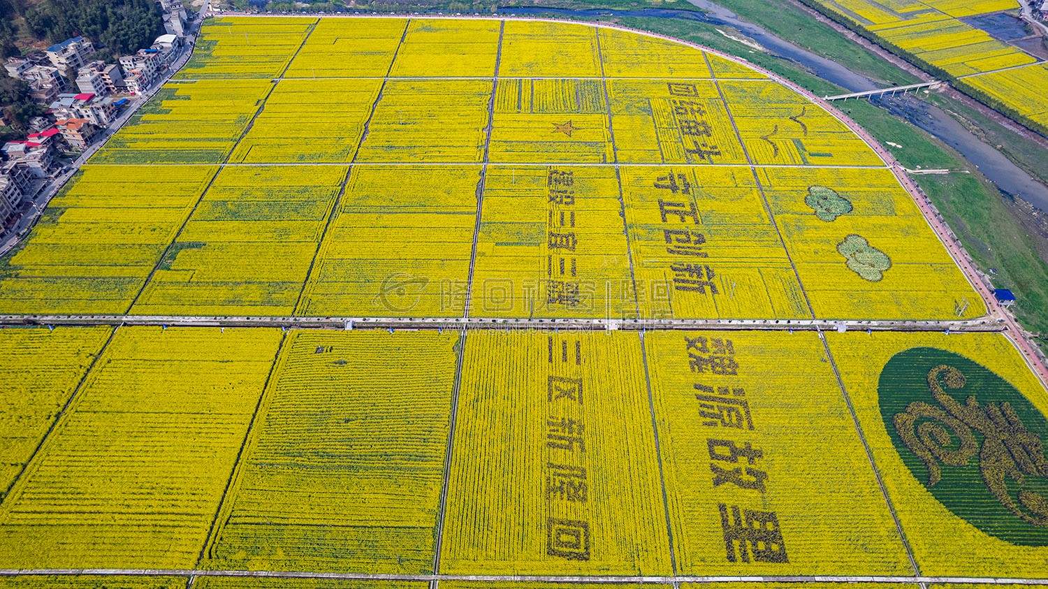 石山湾油菜花基地