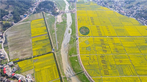 石山湾油菜花基地