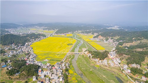 石山湾油菜花基地