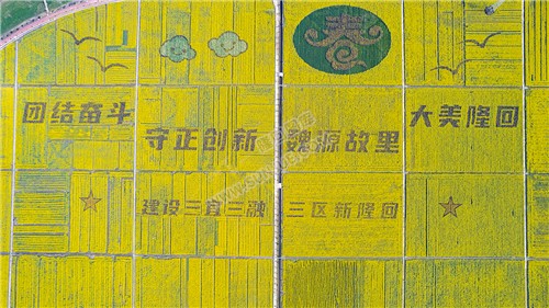 石山湾油菜花基地