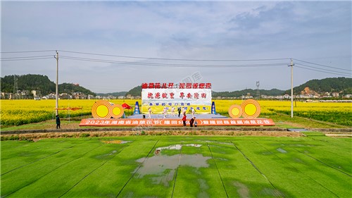 石山湾油菜花基地