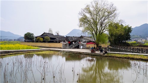 魏源故居的油菜花