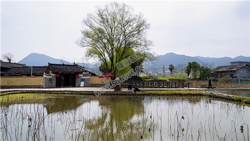 魏源故居的油菜花