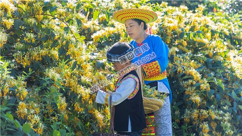 采摘金银花