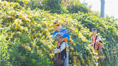 采摘金银花